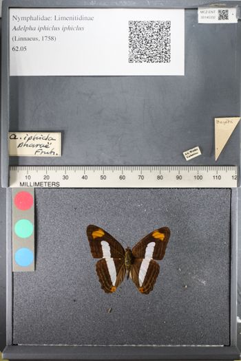 Media type: image;   Entomology 145332
